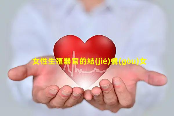 女性生殖器官的結(jié)構(gòu)女性健康小知識科普-性用品種類